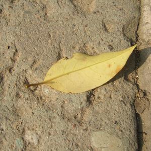 亚洲Av成人片无码
